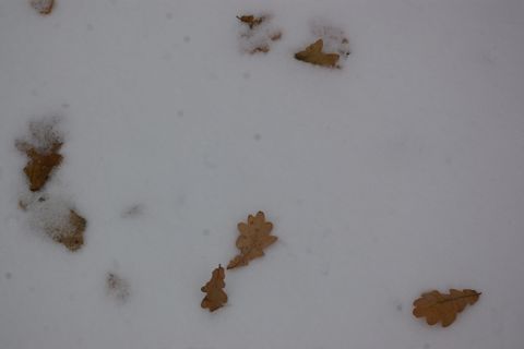 e0114020_210171.jpg