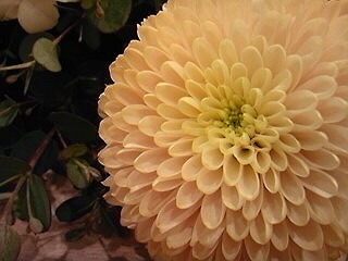 a0052621_1812368.jpg