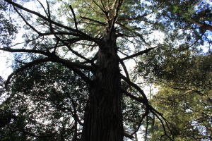 c0020526_2022774.jpg