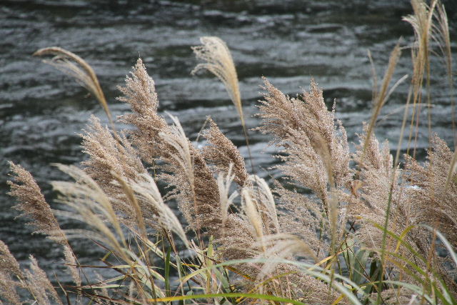 e0064133_1810474.jpg