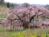 e0088260_2310543.jpg