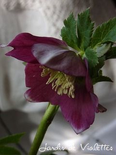 e0118257_1550341.jpg