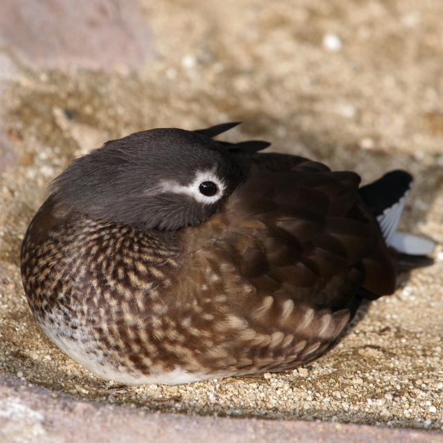 c0186760_115755.jpg