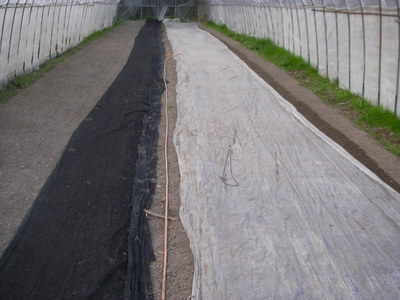 e0181260_20383639.jpg