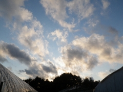 f0055264_1750556.jpg