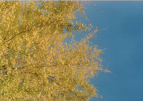 e0174382_1642430.jpg