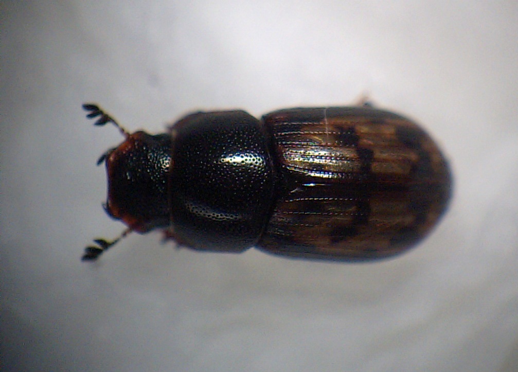 a0171521_2314045.jpg