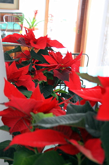 f0077159_6395838.jpg