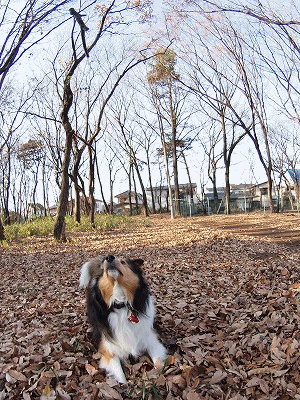 b0180764_13721100.gif