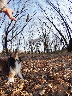 b0180764_1373090.gif