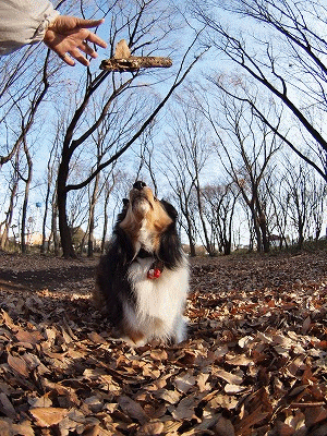 b0180764_1374368.gif