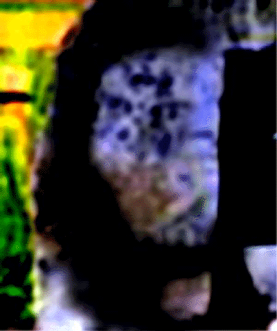 e0103408_10514737.gif