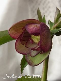 e0118257_2140355.jpg