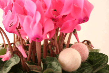 b0072272_17442724.gif