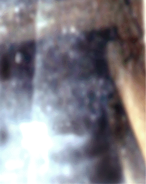 e0103408_1994124.gif