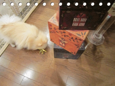 b0167519_856032.gif