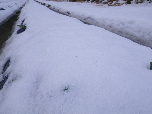 e0206464_20163749.jpg