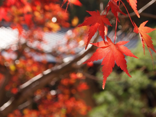 b0138768_1657344.jpg
