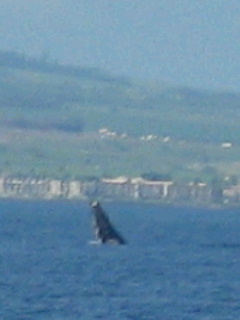 c0149717_23501155.jpg