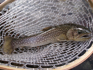 f0065341_22145315.jpg