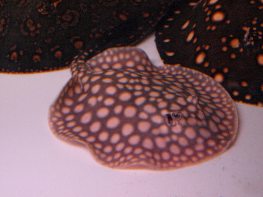 b0188042_14321666.jpg