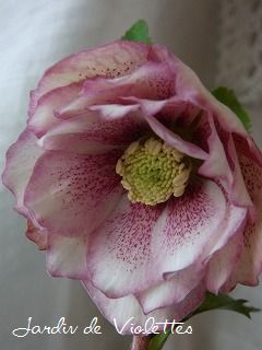 e0118257_221620100.jpg