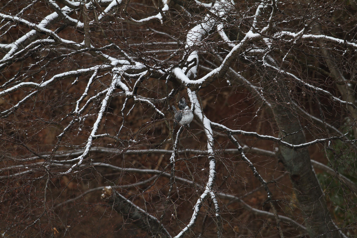 b0180476_1828432.jpg