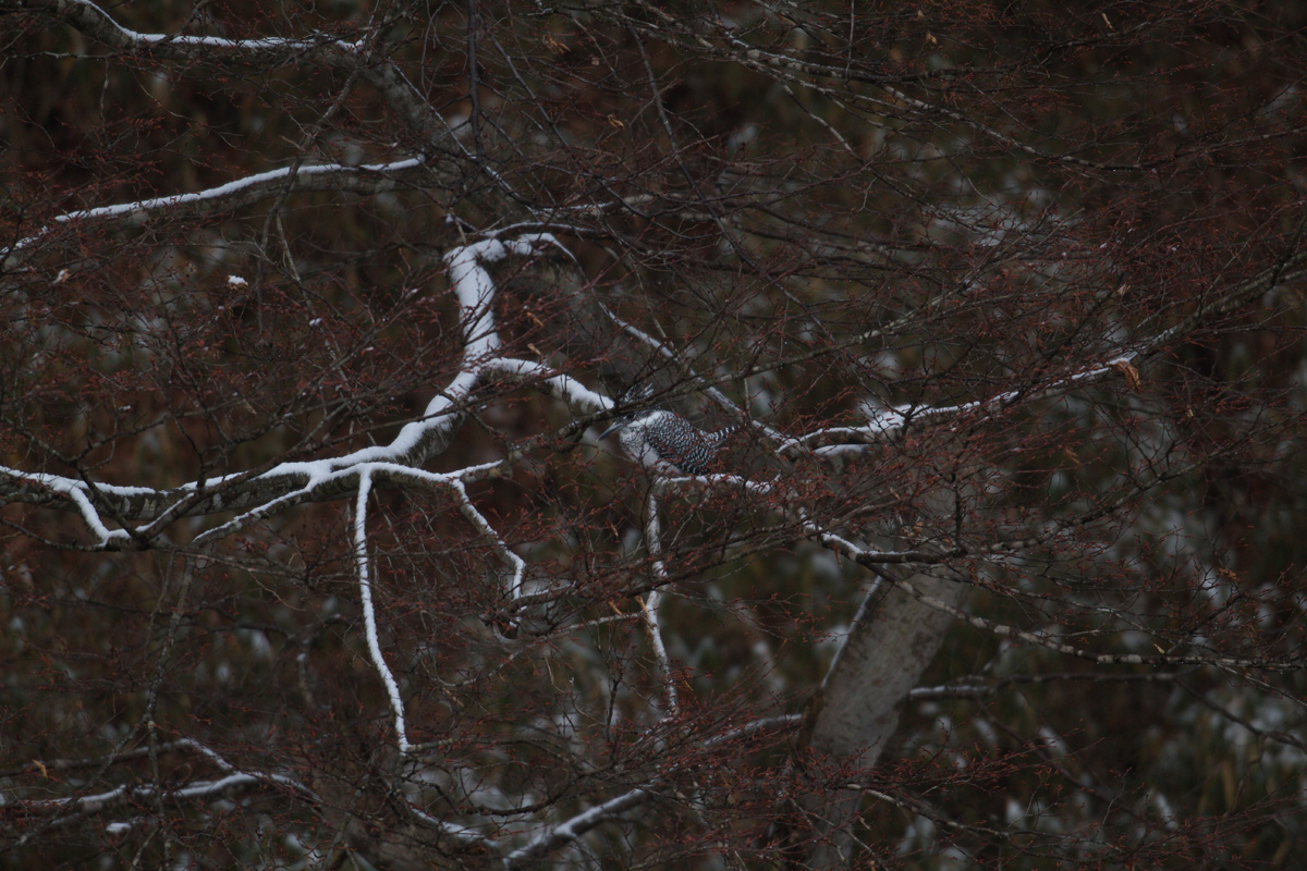 b0180476_18305764.jpg