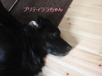 f0045283_1130871.jpg
