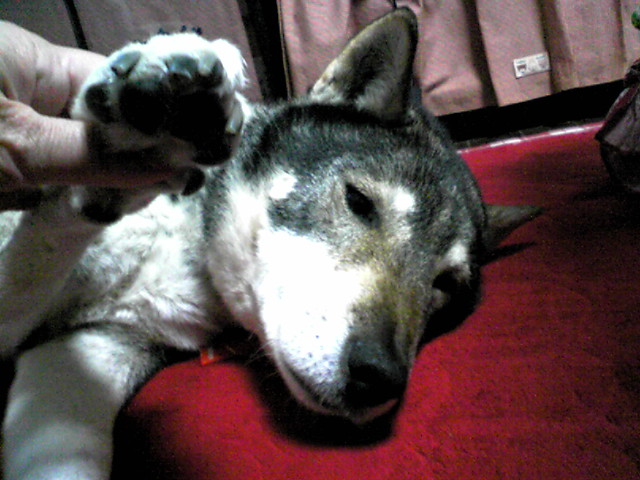 f0079202_18533977.jpg