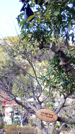 f0060424_932714.jpg