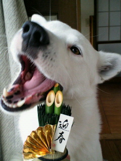 c0074025_16352861.jpg