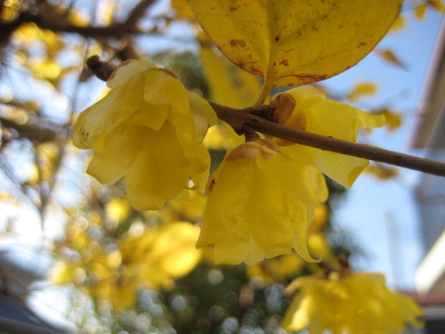 e0166032_20104652.jpg