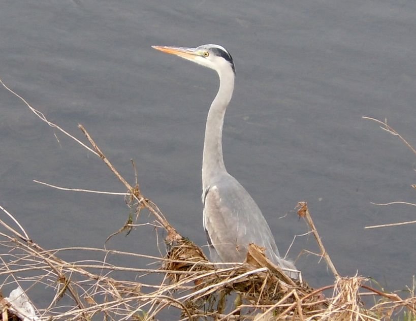 e0149934_721780.jpg
