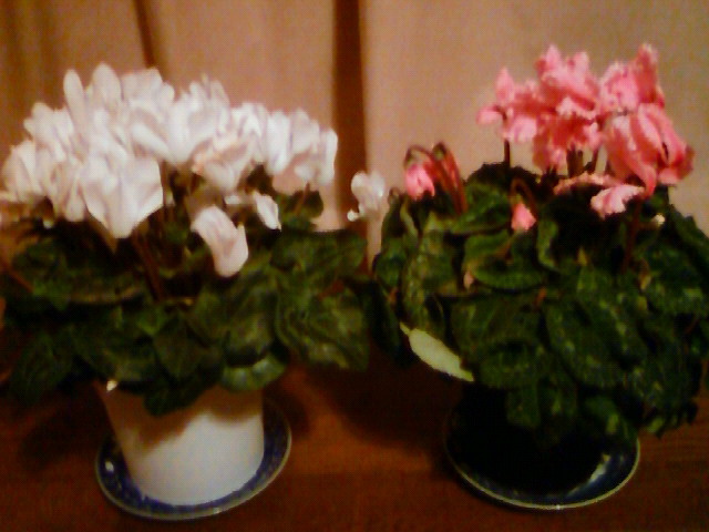 a0163738_2453157.jpg