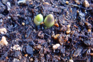 b0200747_9385550.jpg