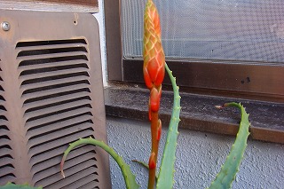 b0200747_9423673.jpg