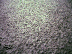c0190010_2024367.jpg