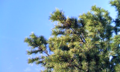 c0150520_10385516.jpg