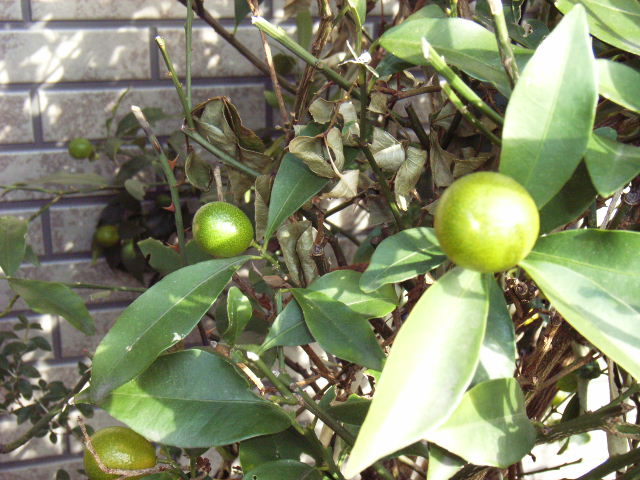 e0177824_22284693.jpg