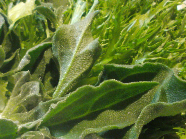 c0189747_1423913.jpg