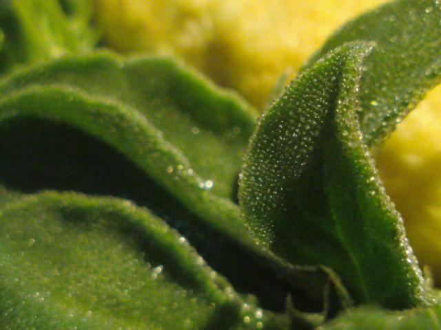 c0189747_1423937.jpg