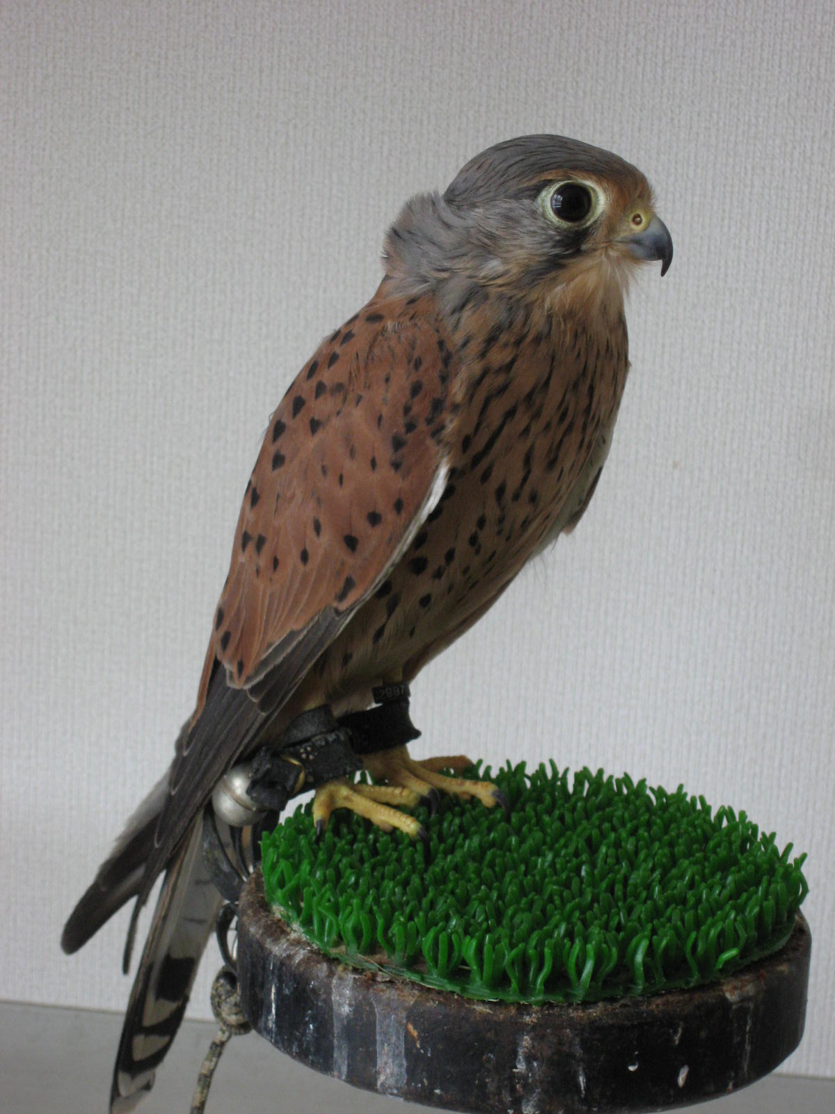 c0132048_08631.jpg