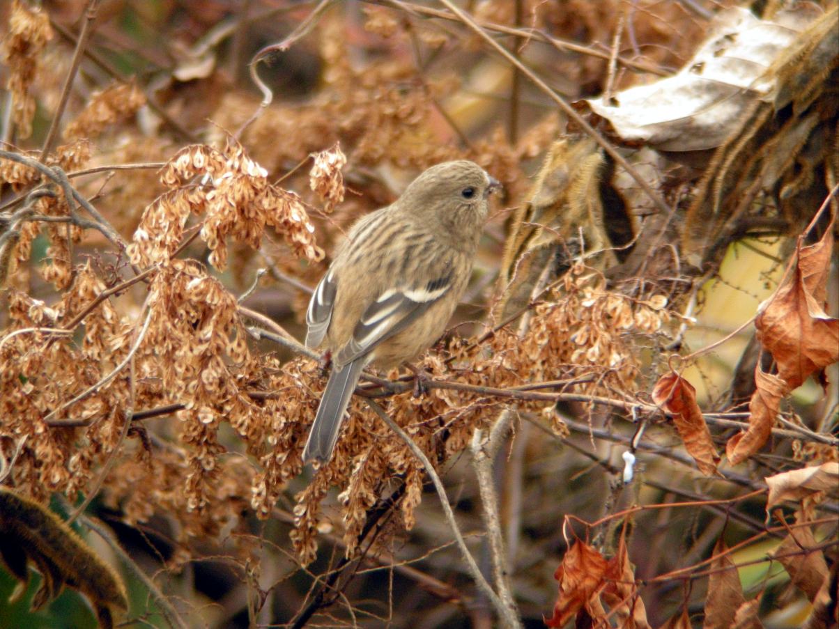 a0053771_20341338.jpg