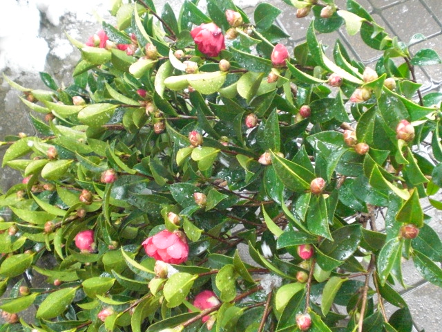 f0153475_11271956.jpg