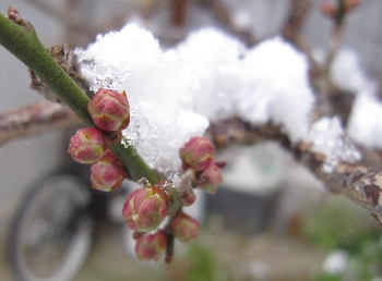 f0003283_11364977.jpg