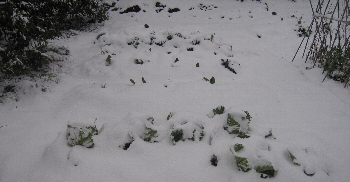 f0003283_11375966.jpg