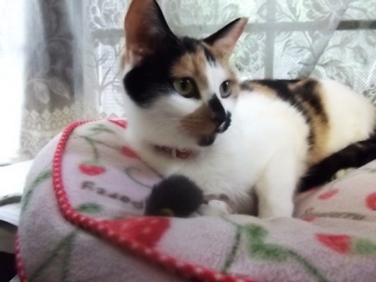 a0164292_004410.jpg