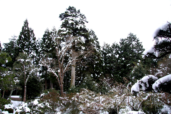 e0083517_110460.jpg