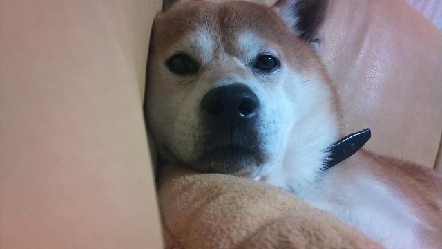 f0219228_0593310.jpg